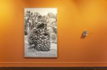 image of palm tree